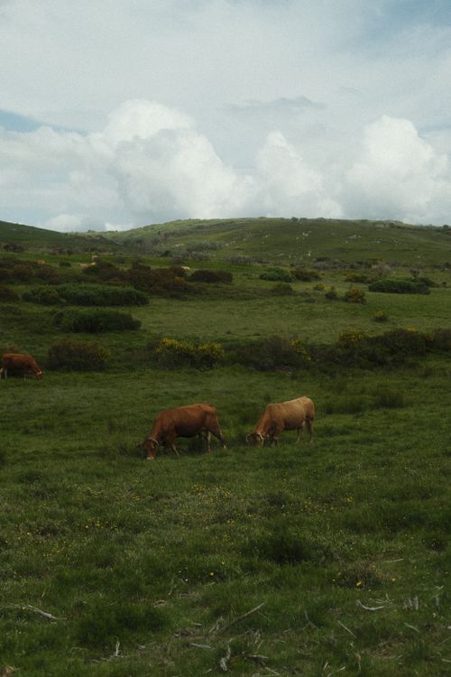 Free Scenic view of cows grazing on a green pasture in Ourense, Spain, under a partly cloudy sky. Stock Photo