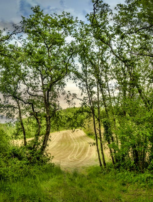 Imagine de stoc gratuită din agricultură, arbori, câmp