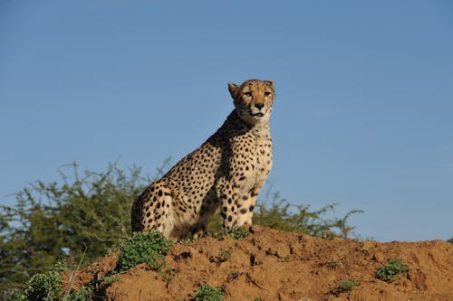 Základová fotografie zdarma na téma Afrika, čisté nebe, gepard
