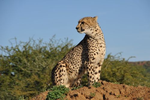 Free A cheetah sits elegantly on a mound, showcasing its majestic presence in the wild. Stock Photo
