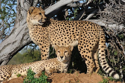 Cheetahs next to a Tree