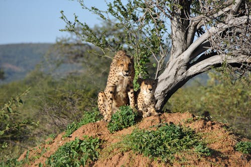 Gratis stockfoto met cheeta, dierenfotografie, koppel