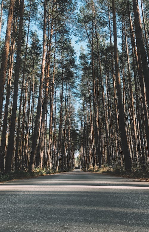 Photo of an Asphalt Road in a Pine Tree Forest