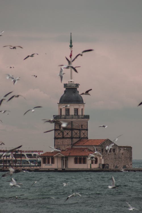 Seagulls Flying over Kiz Kulesi