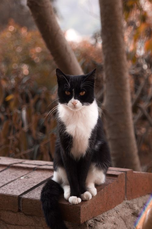 Free A black and white cat sits on a brick wall surrounded by autumn foliage in İstanbul, Türkiye. Stock Photo