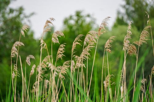 Free Close-up of tall grass in a lush, green meadow with blurred trees in the background. Stock Photo