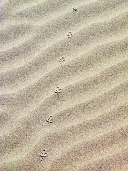 คลังภาพถ่ายฟรี ของ กระเพื่อม, ชายหาด, ทราย