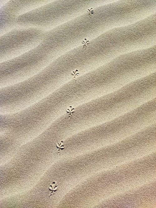 Free Delicate bird prints traverse rippled sand on a tranquil beach scene. Stock Photo