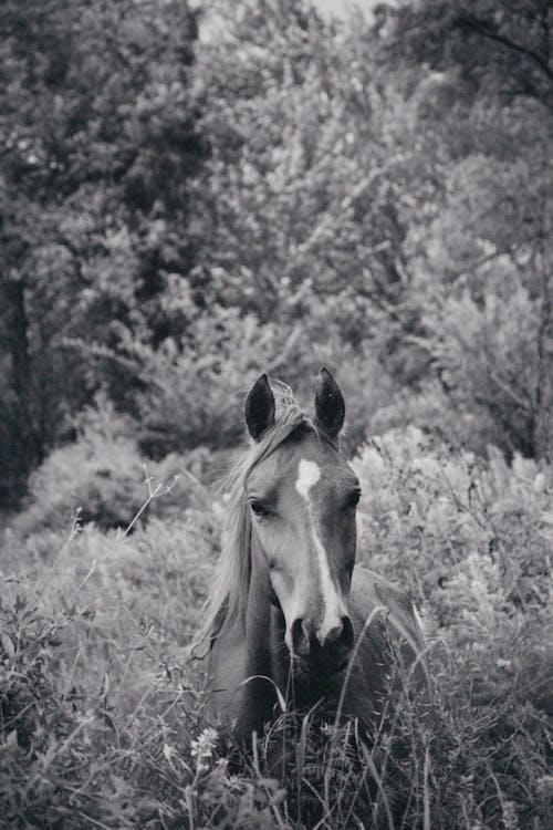 Imagine de stoc gratuită din alb-negru, animal, cal