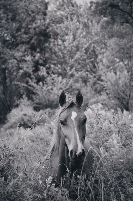 A striking black and white photo of a horse in a lush forest in Talgar, Almaty Province, Kazakhstan.