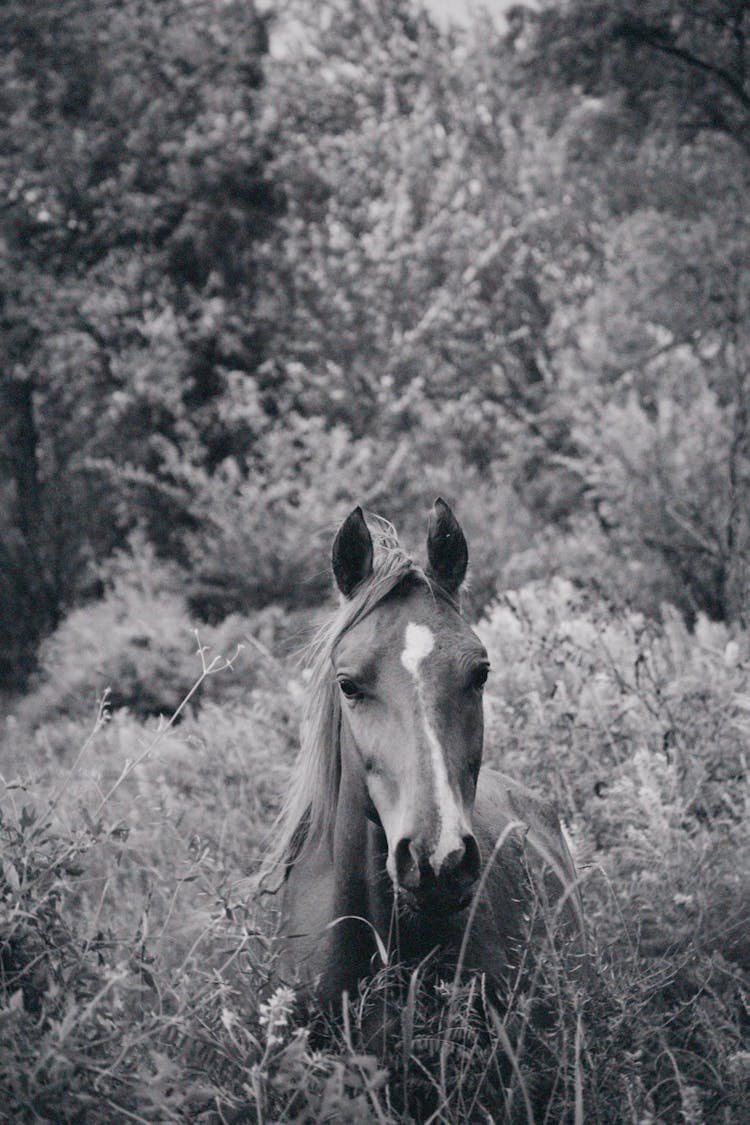 Horse In Grass In Wild Forest