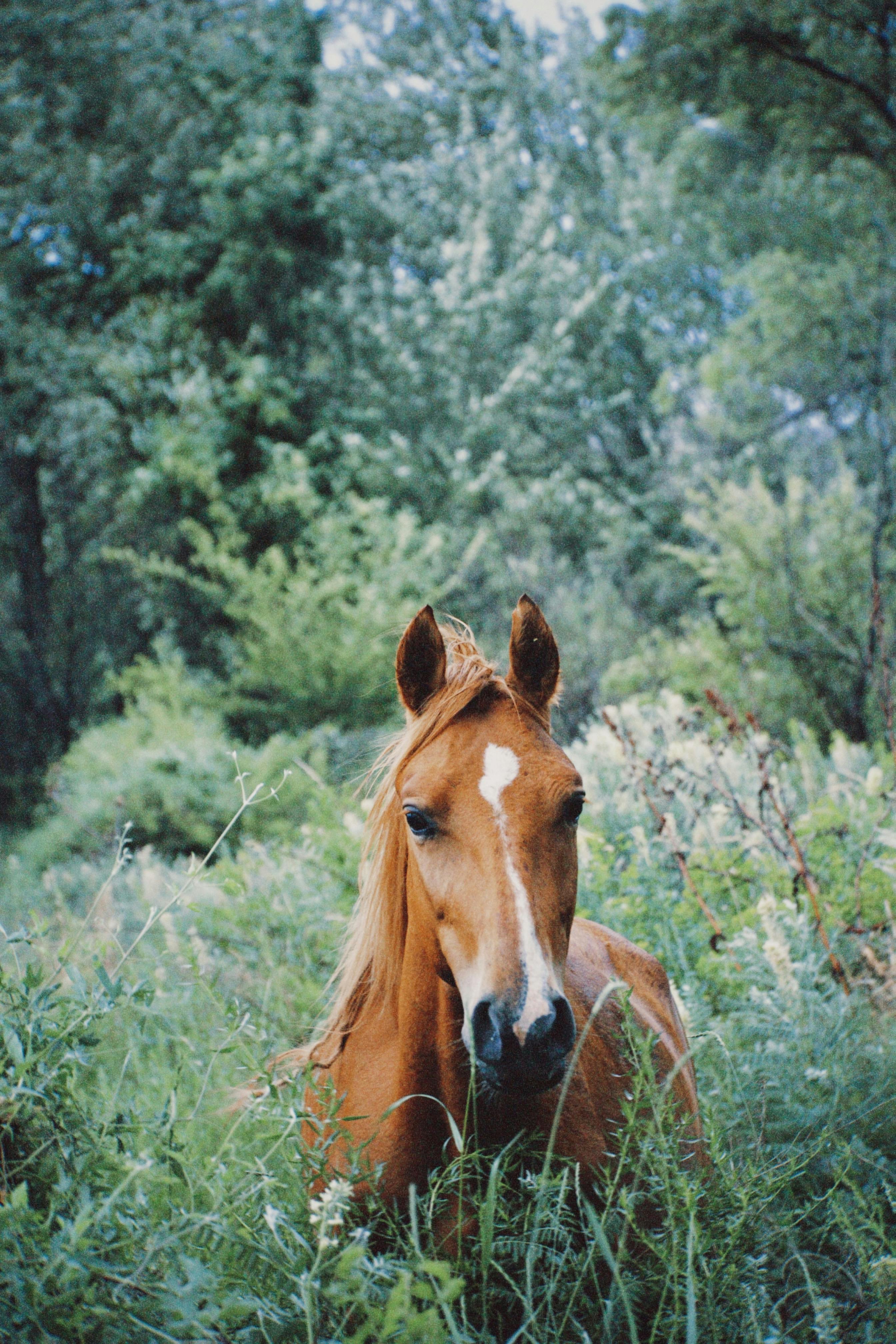 Brown horse standing in a lush green field in Talgar, Kazakhstan, showcasing natural beauty.