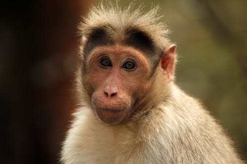 Close-up of a Macaque Monkey 