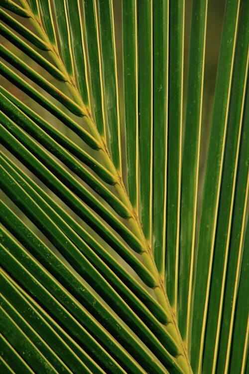 Foto d'estoc gratuïta de fons de pantalla, fronda, fullatge