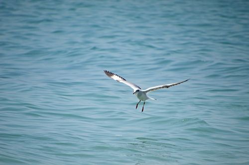 Free Graceful seagull flying over the calm blue ocean, showcasing serene natural beauty. Stock Photo