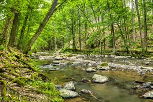 Free Serene forest landscape with a flowing stream in Třemošnice, Czechia. Stock Photo