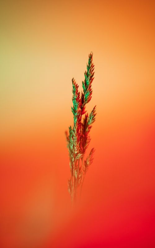 Free A vibrant artistic photo of a wheat stalk with warm colors and an abstract background. Stock Photo