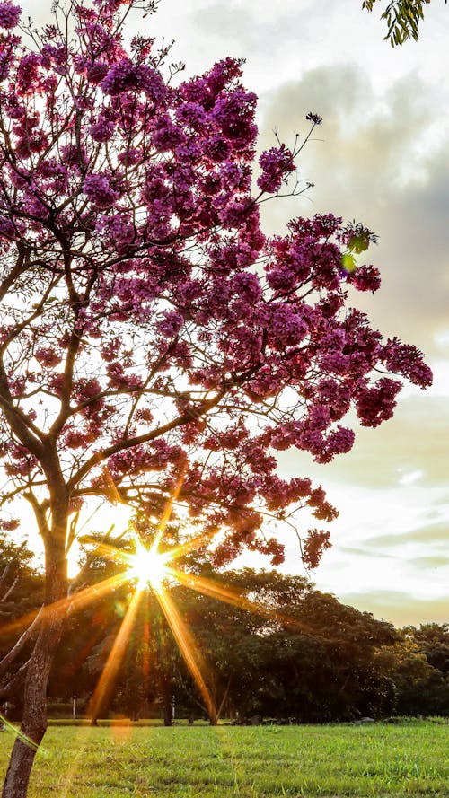 Immagine gratuita di albero in fiore, crepuscolo, sole della sera