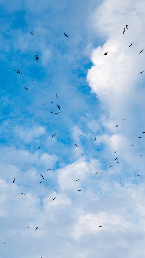 Foto stok gratis awan putih, burung-burung, fotografi binatang liar