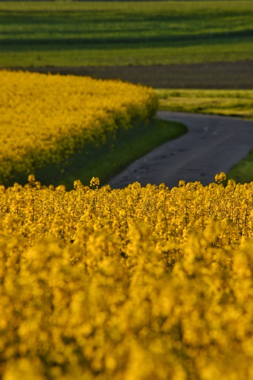 Imagine de stoc gratuită din agricultură, câmpuri, canola