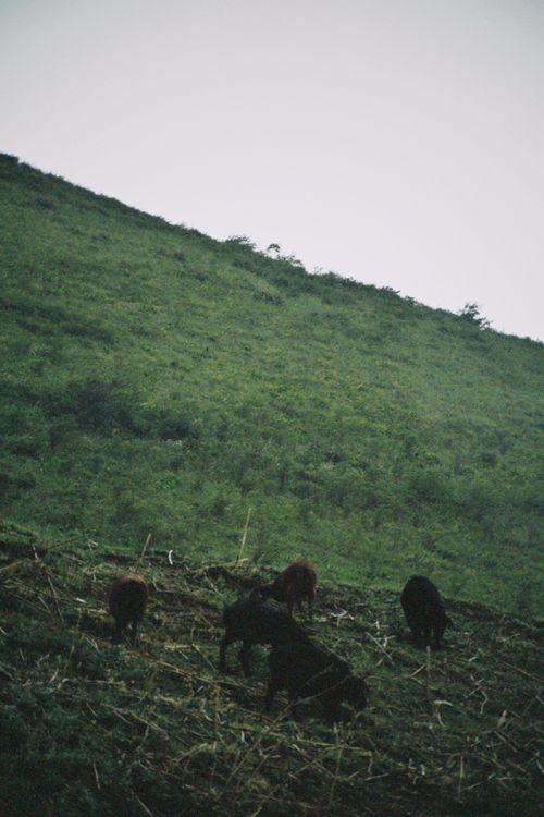 Free A serene view of black sheep grazing on a green hillside in Talgar, Kazakhstan. Stock Photo