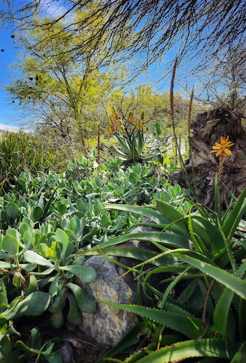 Foto profissional grátis de árvores, calmo, flores desabrochando