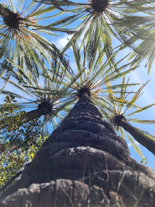 Foto profissional grátis de árvores, árvores grandes, árvores tropicais