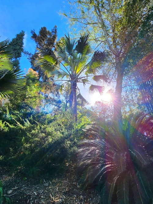 Foto profissional grátis de árvores, árvores grandes, árvores tropicais