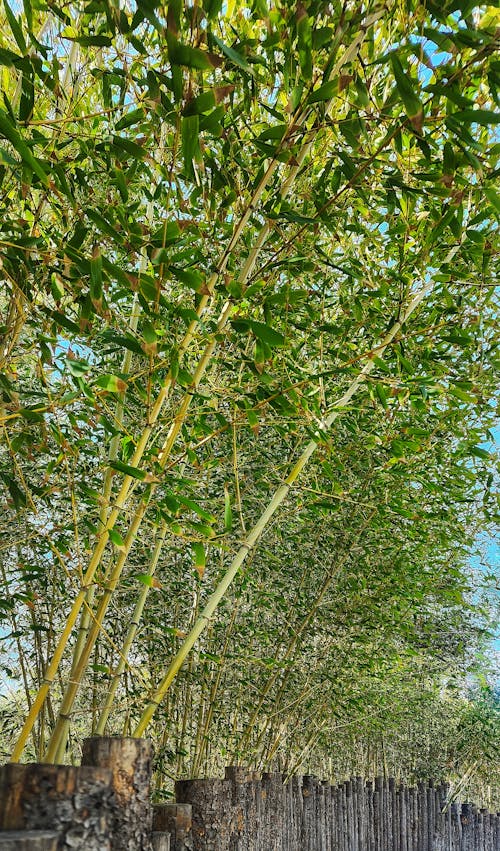 Foto profissional grátis de árvores de bambu, bambu, esgrima