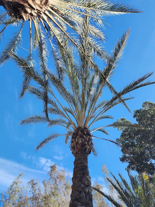 Foto profissional grátis de árvores, árvores grandes, árvores tropicais