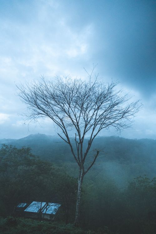 Free A lone tree stands amidst fog and mountains, creating a serene and moody atmosphere. Stock Photo