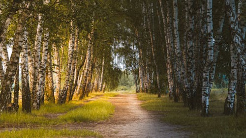 Photos gratuites de allée, allées piétonnes, arbres