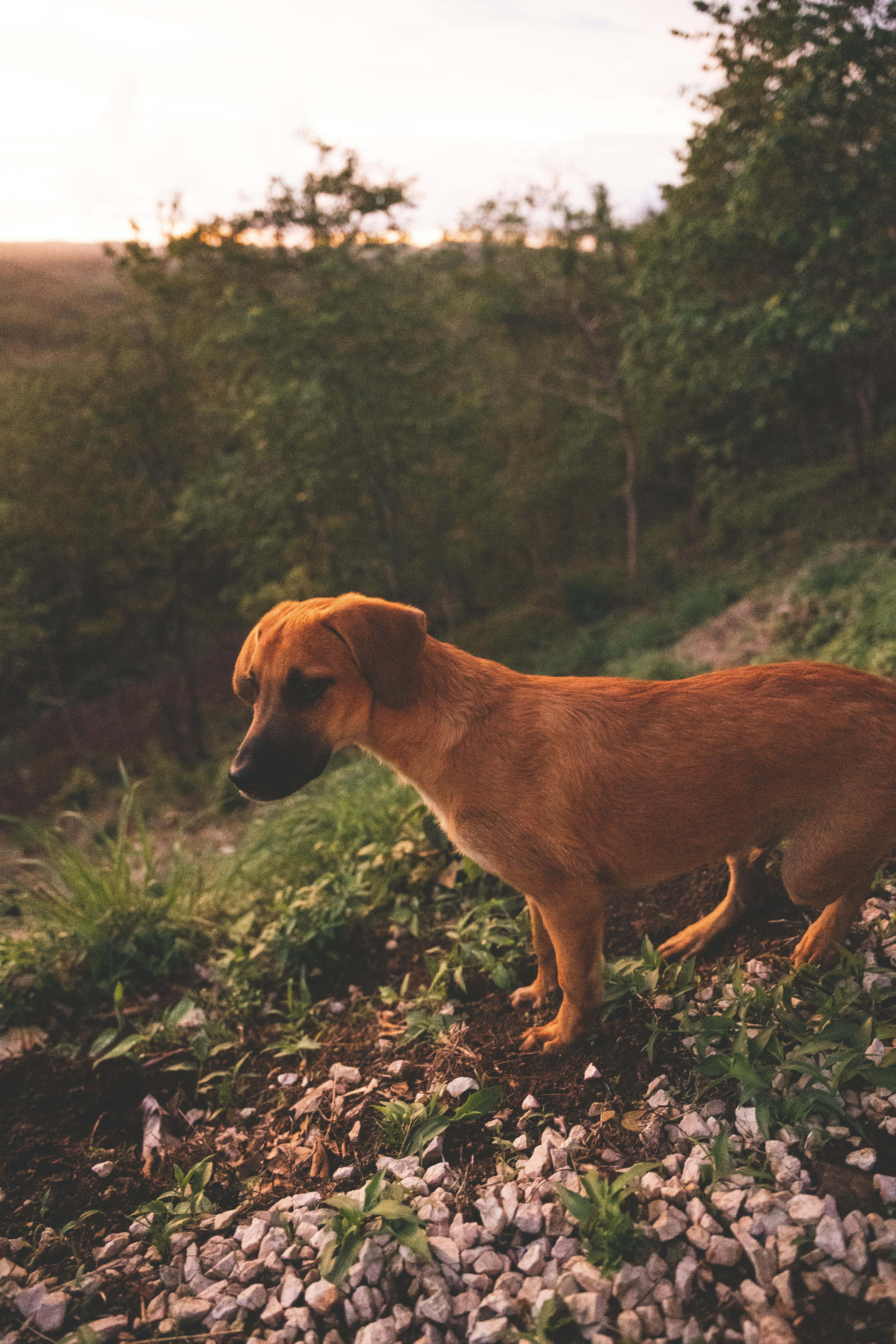 photo-of-dog-in-kerala-india-free-stock-photo