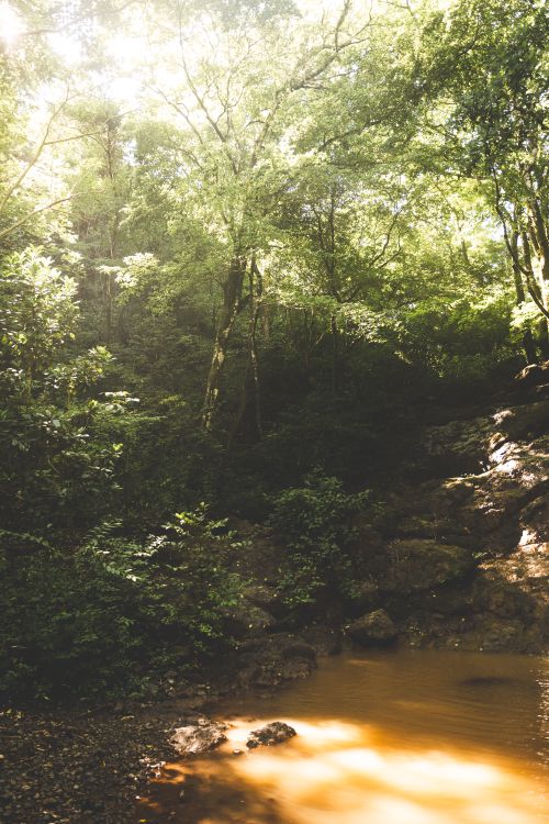 Free Discover a serene tropical forest with sunlight streaming through the canopy, illuminating a peaceful pond. Stock Photo