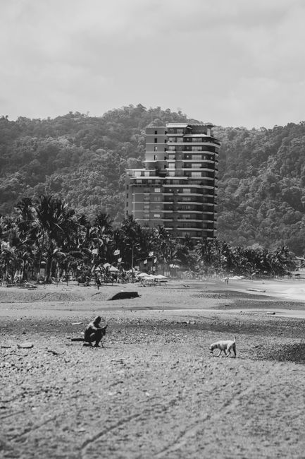Tropical beach in monochrome, featuring palm trees, a resort, and a dog walking along the shoreline.