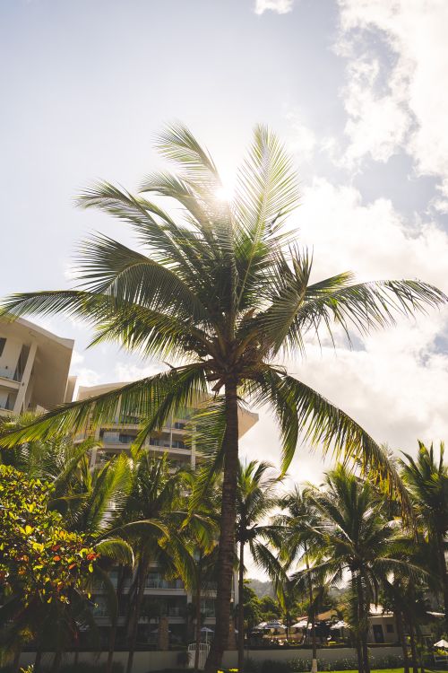 Free Bright palm trees under clear sky, ideal tropical vacation setting. Stock Photo