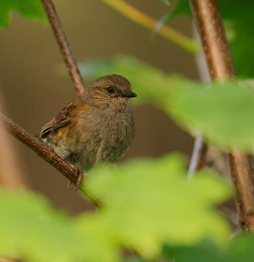 Free A detailed shot of a sparrow resting on a branch amidst green leaves. Stock Photo