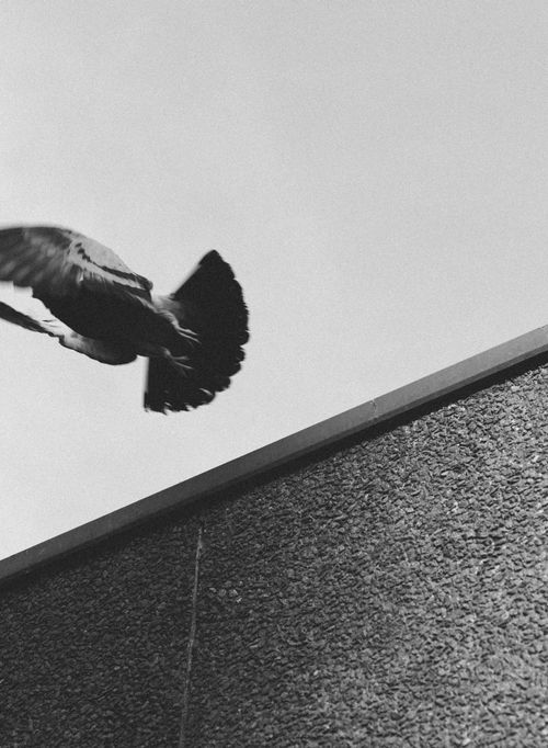 Free A pigeon gracefully soars above a textured urban building in a black and white photograph. Stock Photo