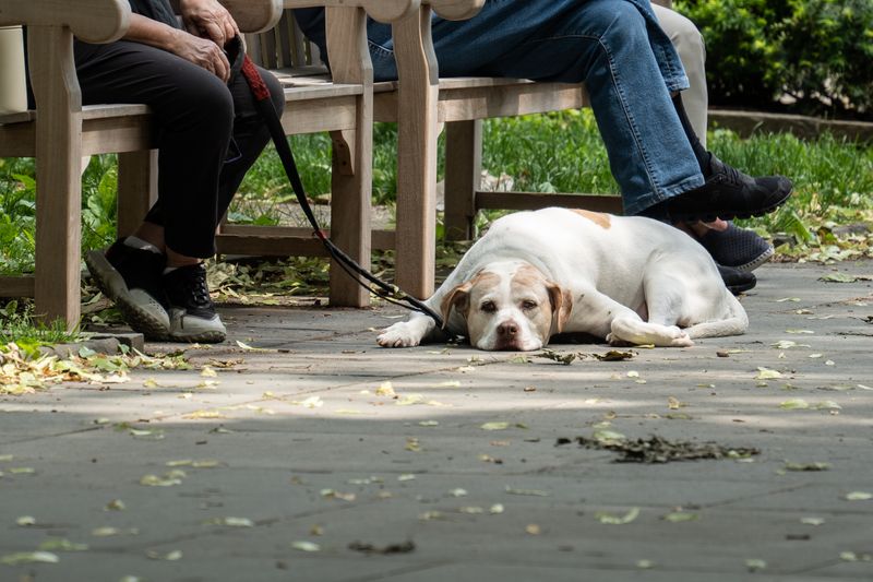 Yürüyüş sonrası parkta uzanan köpek