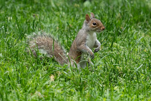 Close-up of a Gray Squirrel on a Grass Field 