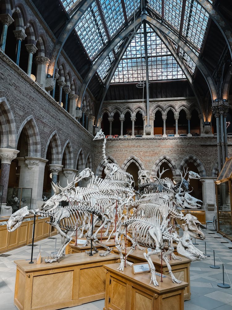 Skeleton Exhibits Inside Oxford University Museum Of Natural History