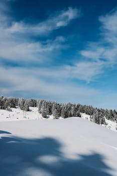 Beautiful winter scene with snowy forest and clear blue sky.