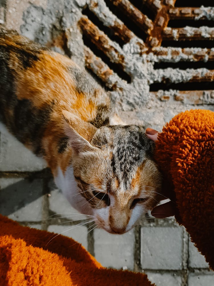 Woman Hand Patting Cat Head