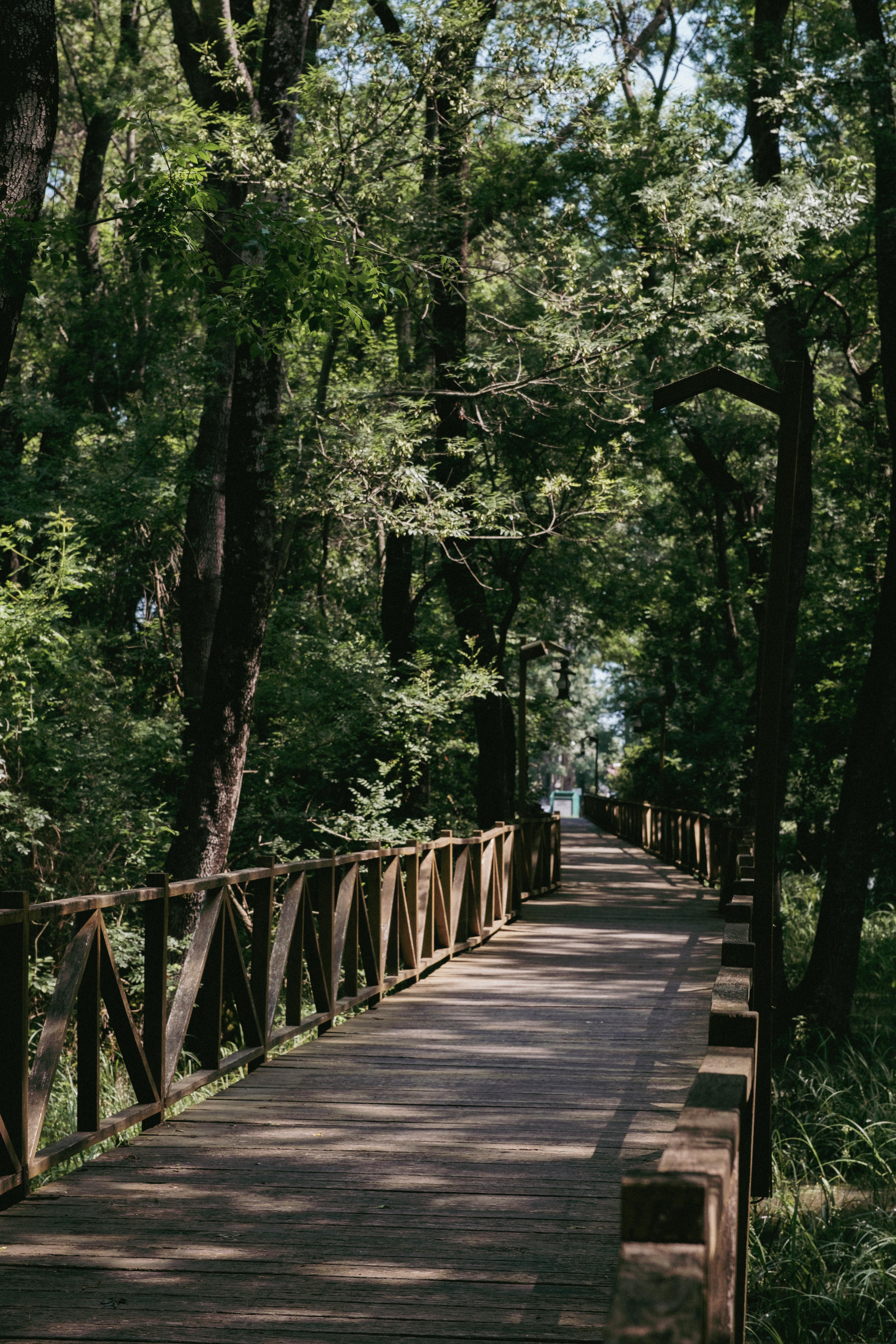 wooden boardwalk in forest