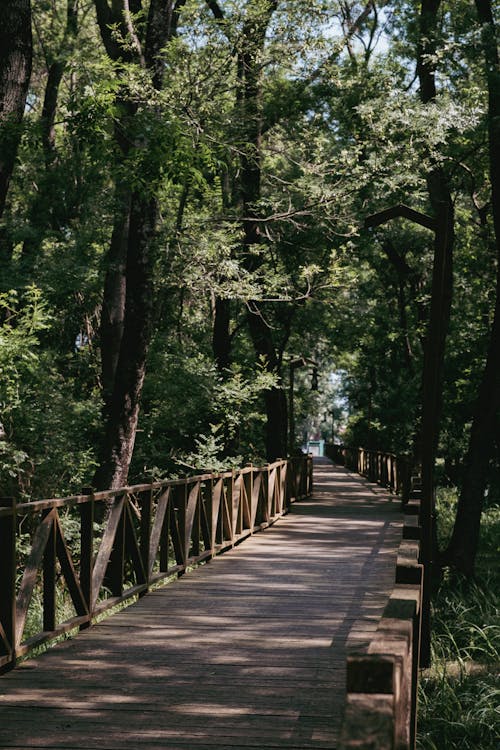 Wooden Boardwalk in Forest