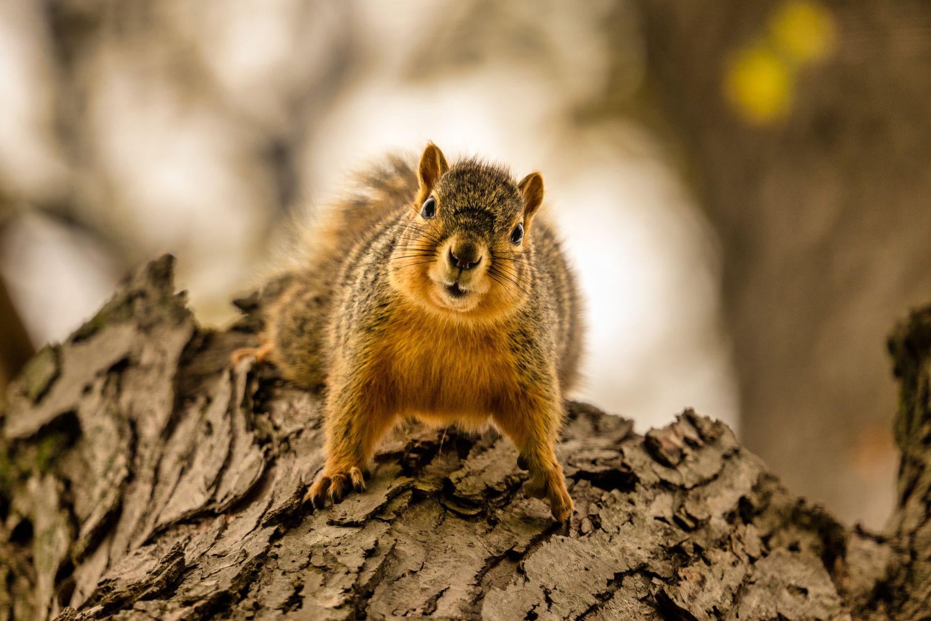 Close up of Squirrel