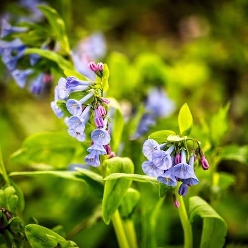 Kostnadsfri bild av blommor, gren, lila