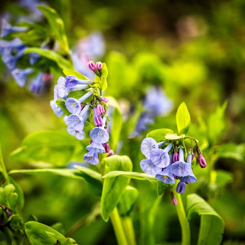Ücretsiz Bahçe, Çiçekler, dal içeren Ücretsiz stok fotoğraf Stok Fotoğraflar