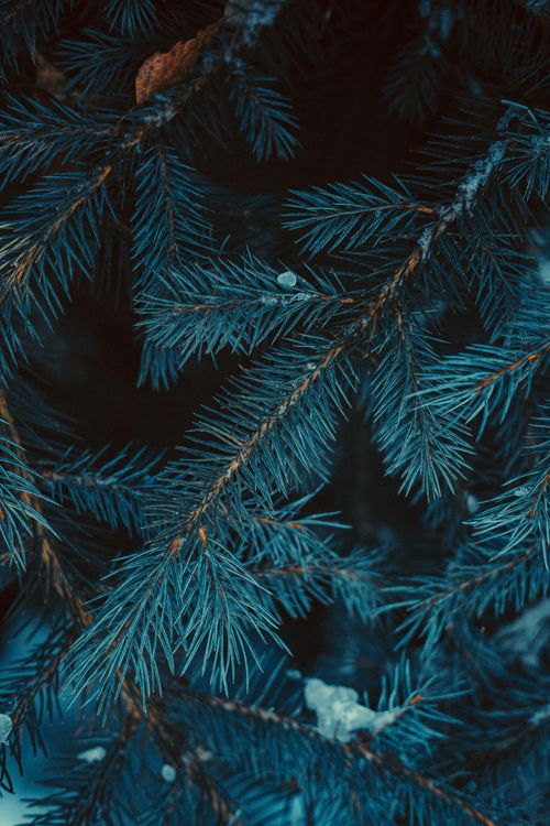 Free Detailed close-up of blue-tinted spruce branches, showcasing natural beauty in winter. Stock Photo