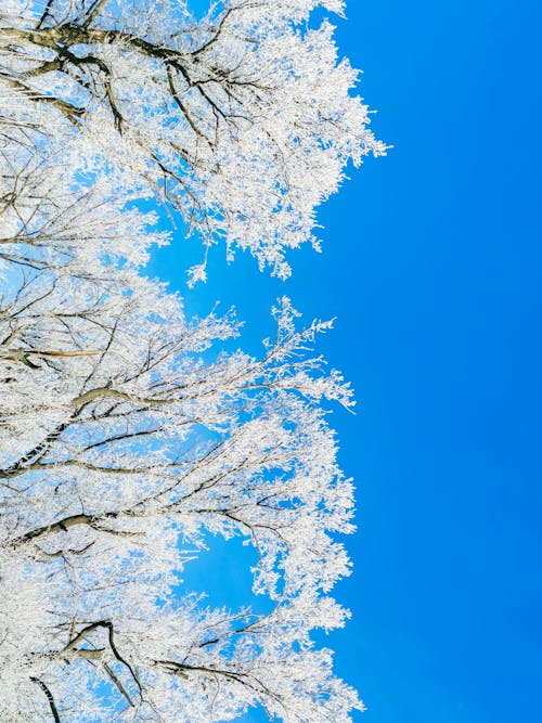 Imagine de stoc gratuită din alb, arbori, congelat